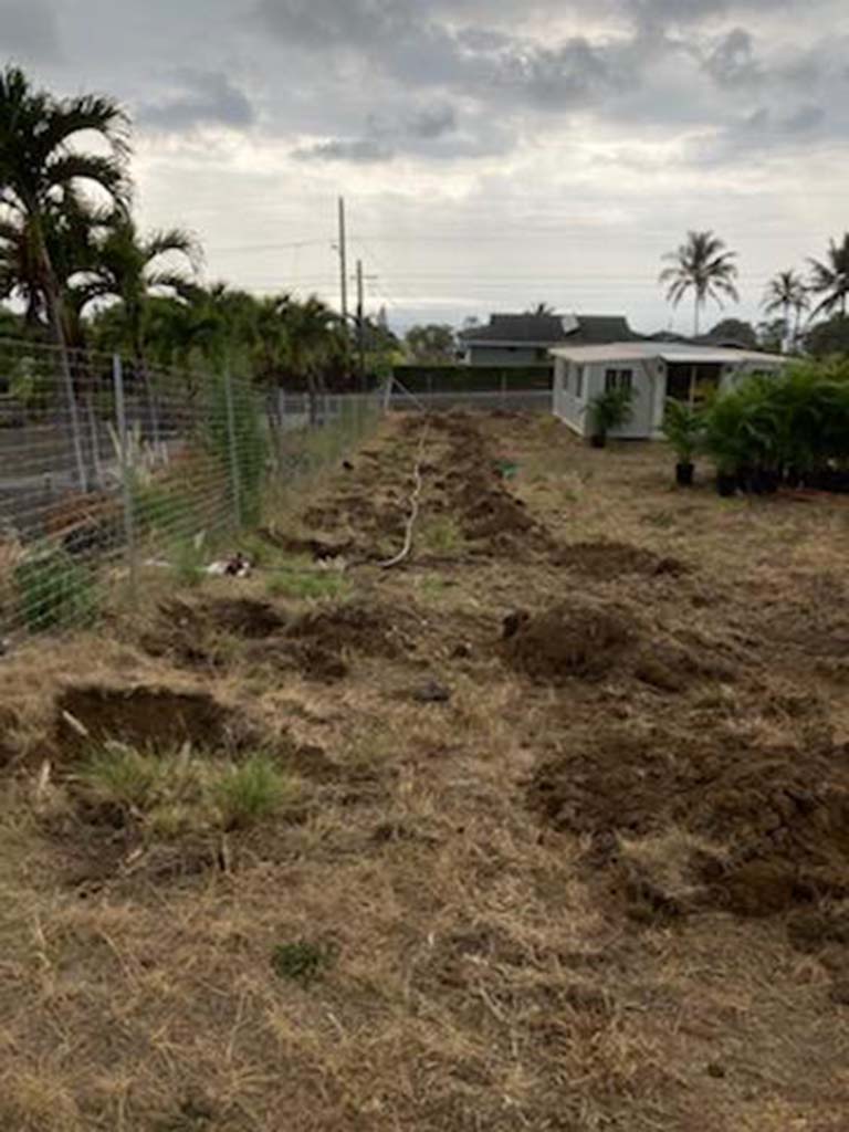 Landscapers digging holes to install palm hedge in Kailua-Kona