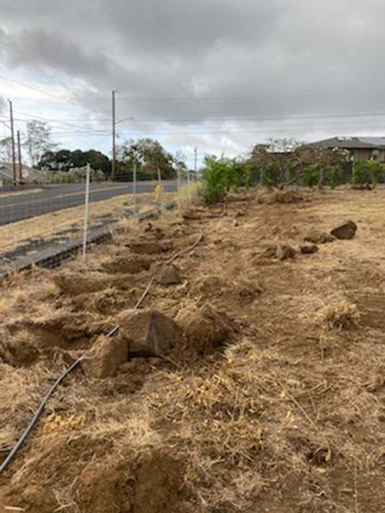 Big island hedge installation in Kona.