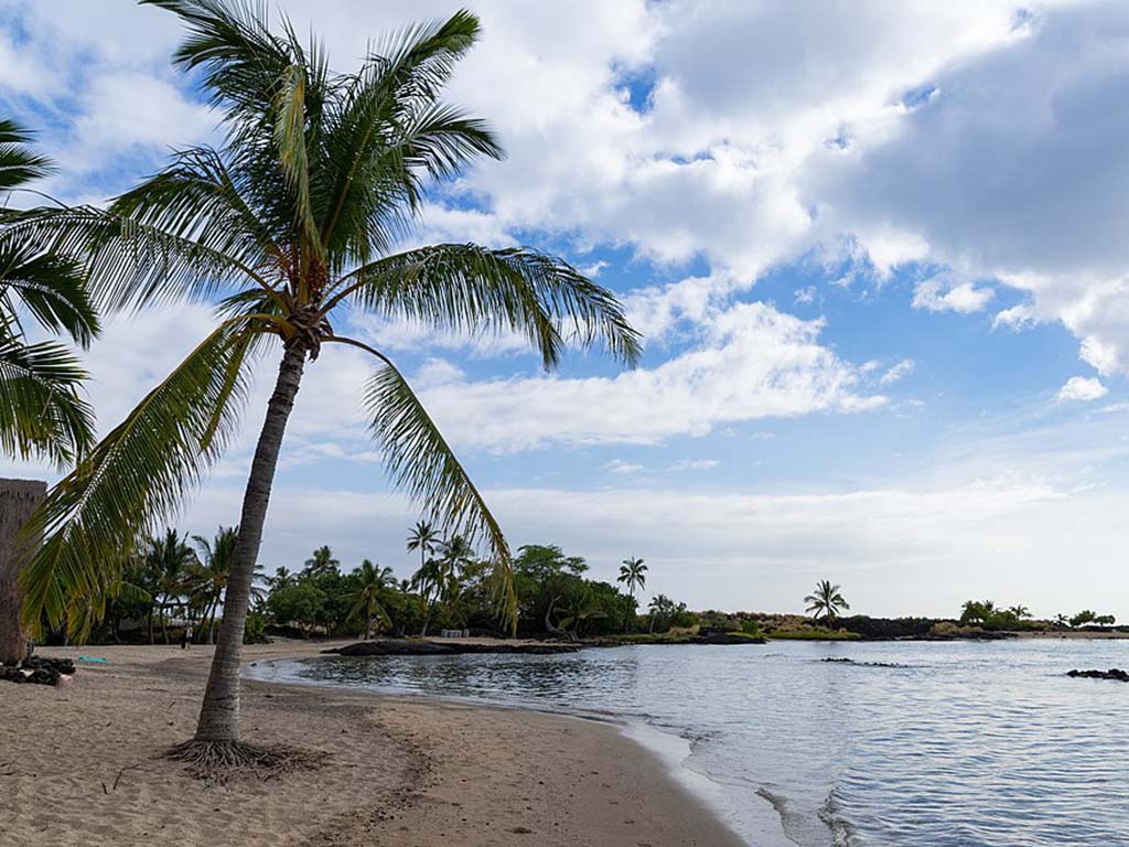 Big Island palm trees, rhino beetle prevention, Hawaii. Landscaping services and routine lawn maintenance can help prevent infestations of CRB in Kailua-Kona, HI.