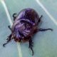 Hawaii Coconut Rhinoceros Beetle also known as CRB or rhino beetle. Preventing damage to palm trees, Big Island, HI.