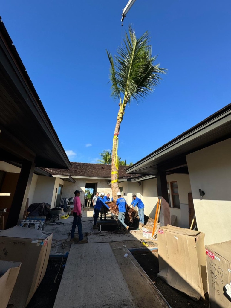Big island landscapers near Kailua-Kona plant a Kukio Coconut Tree in a courtyard of a residential home.