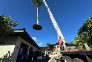 Hawaii crane operator moves a coconut tree into place during Kukio landscaping project.