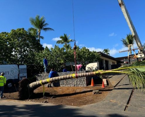 Hawaiian coconut tree being placed during a Kukio landscape project with a crane.