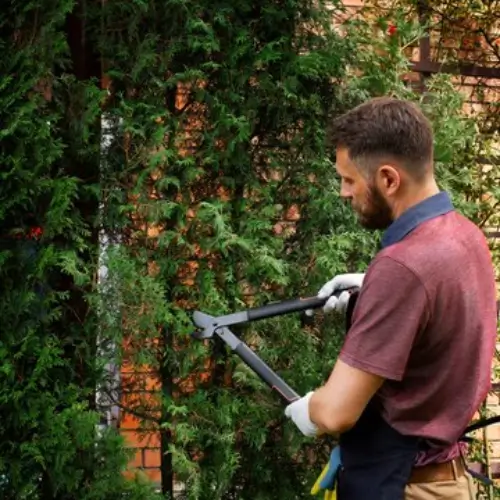 local tree trimming on Hawaii being performed by a lawncare expert.