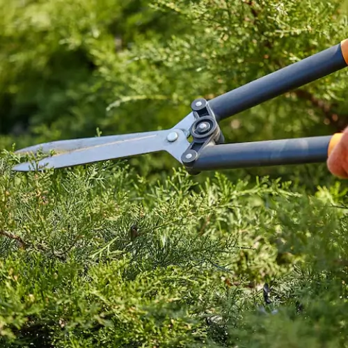 a lawn care professional hedge trimming near Kailua-Kona on Hawaii Island.