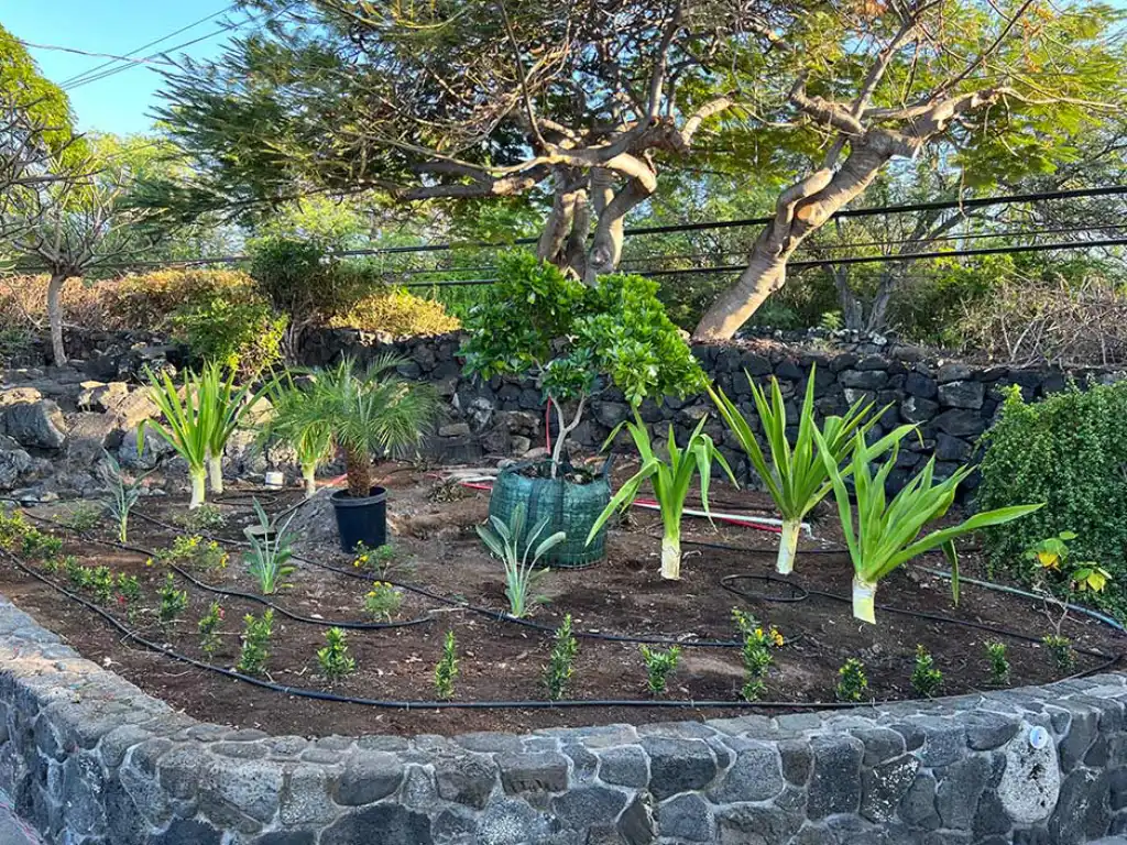 native-hawaii-plants Example of a raised pollinator garden in Kailua-Kona with native Hawaiian plant species.