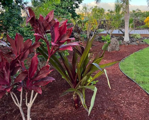 Hawaii Big Island native plants that create a pollinator-friendly landscape in Kailua-Kona.