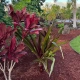 Hawaii Big Island native plants that create a pollinator-friendly landscape in Kailua-Kona.
