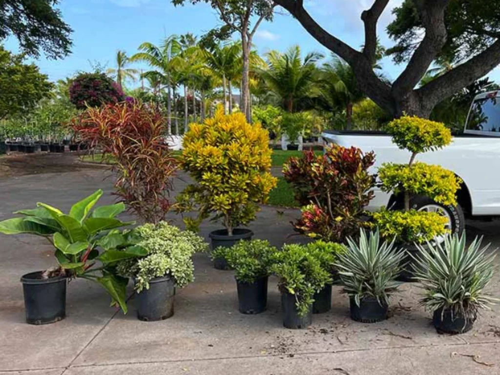 select-native-plants-hawaii Selection of native Hawaii plant species that help support local pollinator populations on the Big Island.