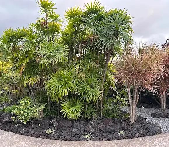 Canoe plant edible landscaping in Hawaii featuring lush green palms and reddish spikey shrubs growing out of dark black lava rock.