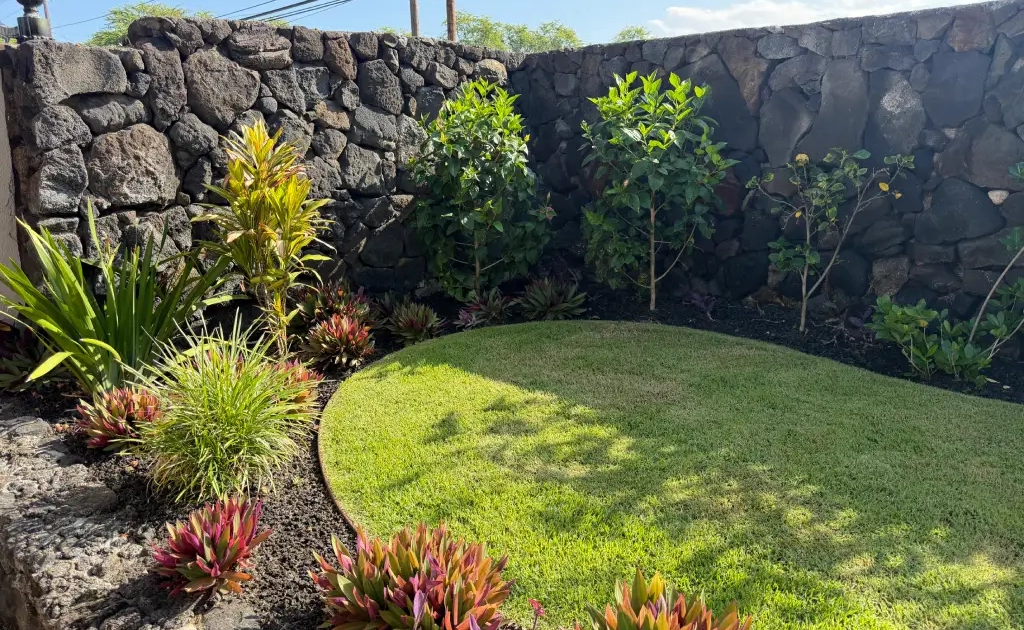 landscape-cleanup-after The same walled garden after renovation with a circular lawn, new trees, and colorful tropical plantings against the restored lava rock wall.