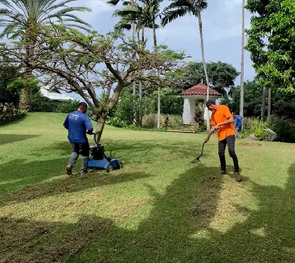proper-lawn-mowing-height-summer-care Two landscapers groom a shaded tropical lawn in Kona, one guiding a dethatching mower and one raking clippings, palms in the distance.