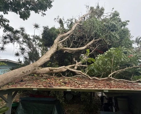 Large tree toppled by Hurricane Lala resting across a carport roof buried in leaves and storm debris at a Big Island home in Hawaii.