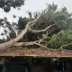 Large tree toppled by Hurricane Lala resting across a carport roof buried in leaves and storm debris at a Big Island home in Hawaii.