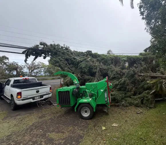 hurricane-landscape-damage Uprooted roadside tree tangled in power lines with chipping equipment nearby for storm debris removal and landscape cleanup in Kona.