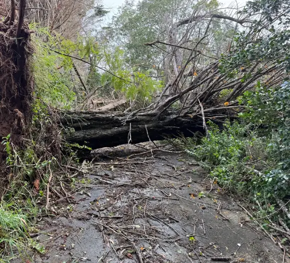 post-storm-landscape-replanting Toppled tree trunk and broken branches covering a driveway, an early stage of post-storm landscape restoration work in Kailua-Kona, HI.