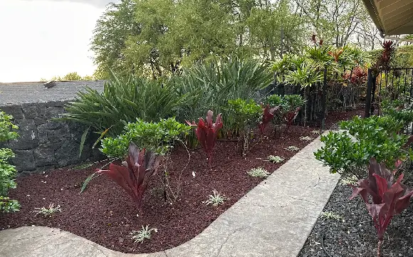 fire-safety-smart-planting Planting bed with red ti plants and low shrubs set apart along a curved path, showing the plant spacing Kona landscapers weigh for fire safety.